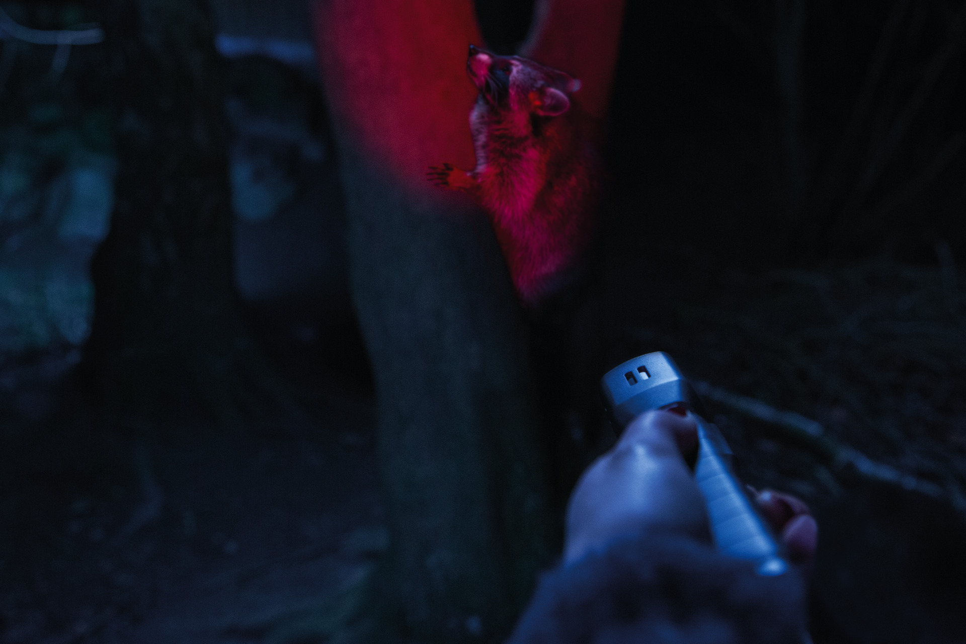 Application example - Torch SecLight TL-517 with red light function